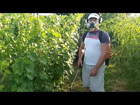 Важные операции на винограднике.