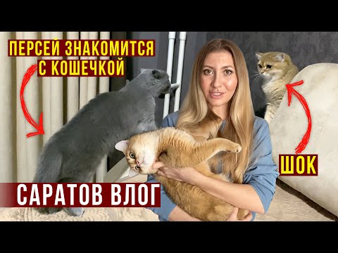 ВЛОГ, Пошла УЧИТЬСЯ, Ремонт в Трешке / Супер ТОРТ, ПОСЫЛКА, Персей и кошечка