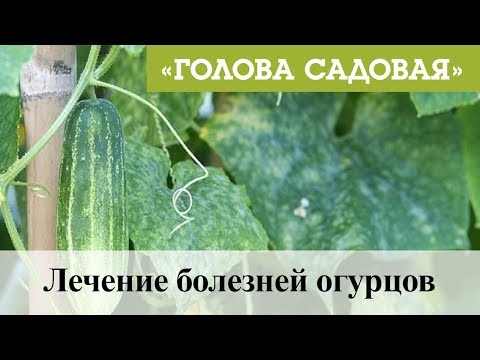 Огурцы лечение болезней фото