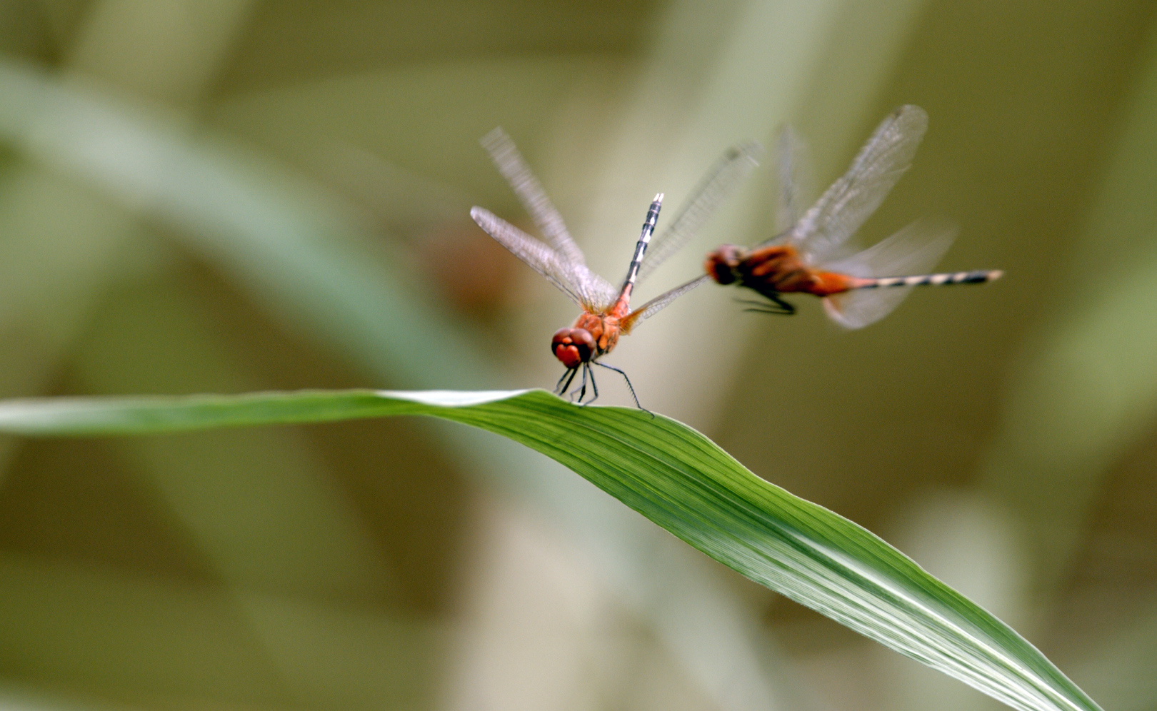 Долина суши и наводнений 4K