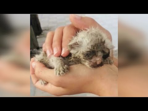 Женщина нашла котёнка в грязной луже на улице, когда тот вырос, то удивил всех своей уникальностью