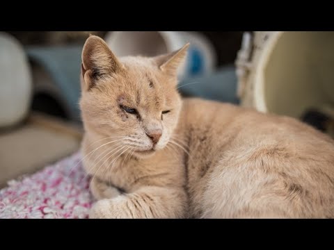 Женщина принесла кошку с улицы домой, а та оказалась с сюрпризом
