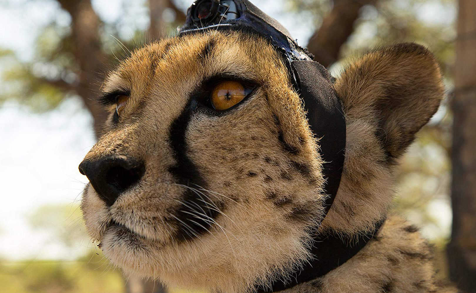 Животные с объективом. Серия 2