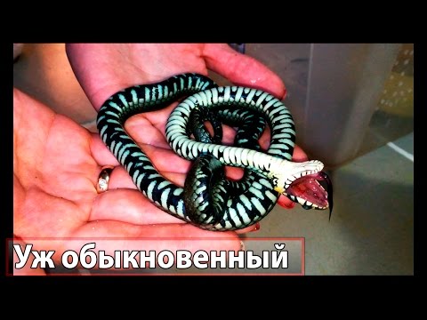 Змея притворяется мёртвой. Snake pretending to be dead