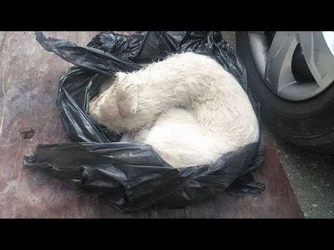 Избитого щенка завязали в полиэтилен и выкинули умирать, но его нашли и выходили добрые люди