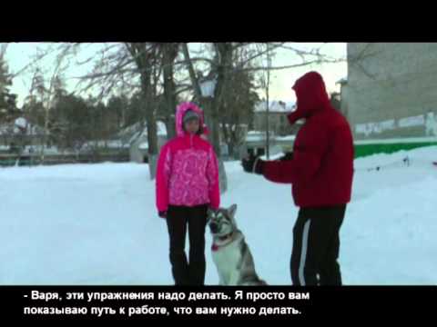 Как научить собаку не бояться звука петард(Петарды:преодоление страха)