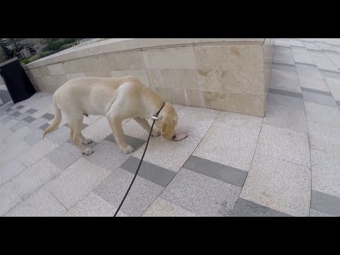 Как отучить собаку подбирать(Один из способов)