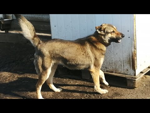 Люди приехали в приют за кобелем, но тут увидели грустную собаку в будке