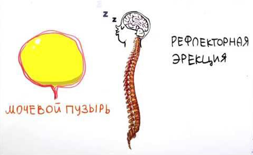 Научпок. Выпуск 78: Утренний стояк