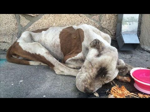 «Не выживет!» — сказали врачи. Но питбуль старался жить и… всё получилось! История до слёз