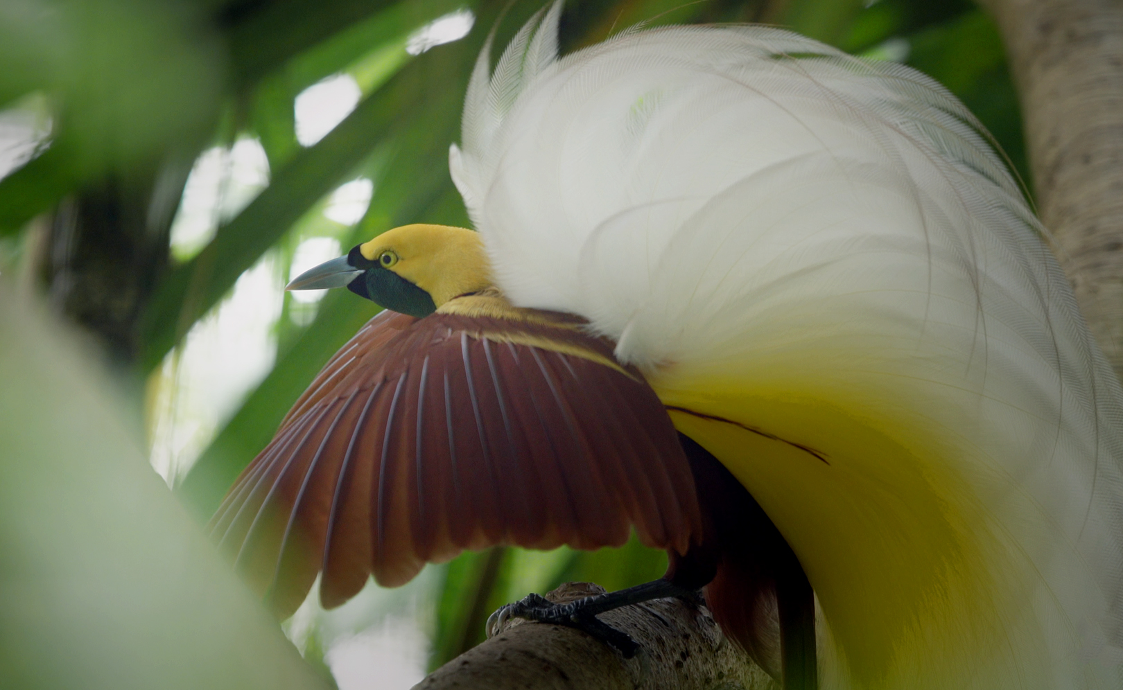 Одна из легендарных птиц Западного Папуа