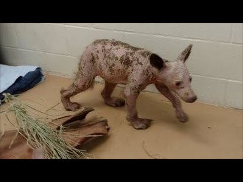 Животные без шерсти фото YugNash.ru