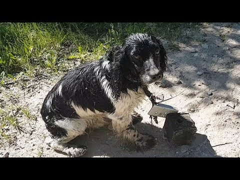 Пес, которого выбросили в воду с грузом, чудом спасся