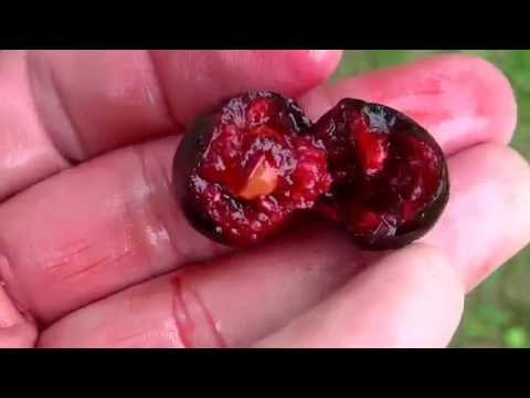 Проверка ягод черешни на "мясо".