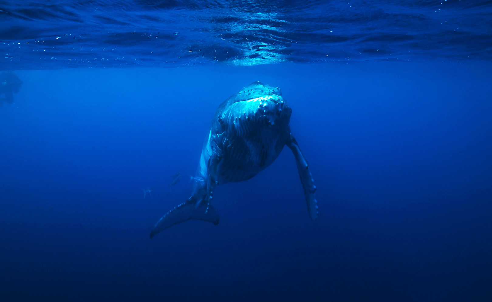 Путешествие в Полинезию