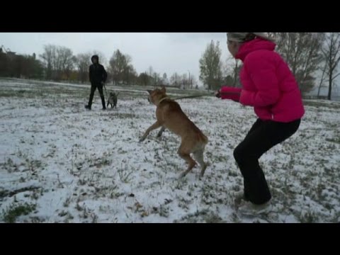 Рыжий агрессор(Агрессия на собак)