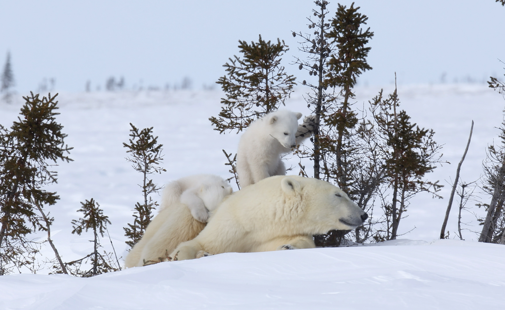 Самое мощное плотоядное животное на Земле. Арктика