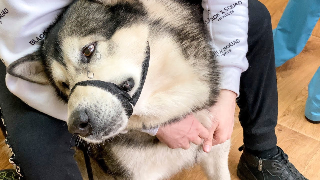 Регулярные посещения ветеринара