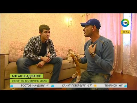ТВ МИР-Как научить собаку отдавать игрушку хозяину
