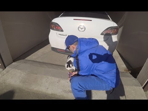 Щенок зенненхунда часть 2 (кот по кличке Кузя)