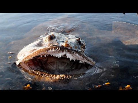 10 НЕОБЫЧНЫХ ПОДВОДНЫХ СУЩЕСТВ