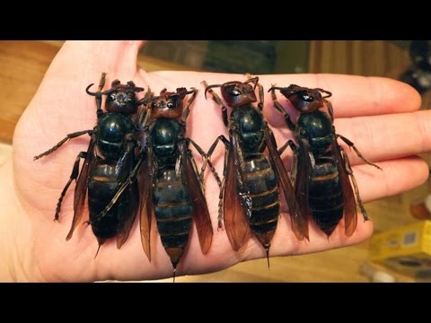 10 ОПАСНЕЙШИХ НАСЕКОМЫХ