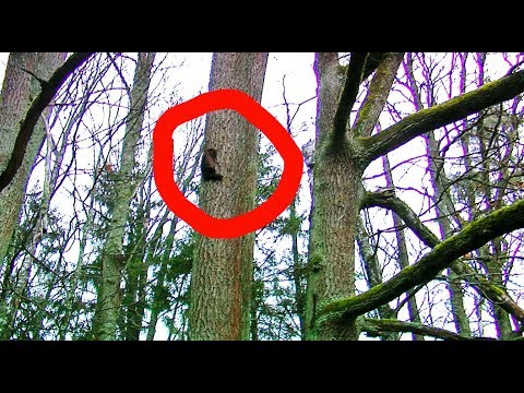 Кто это? - Вопросы и Ответы | Film Studio Aves