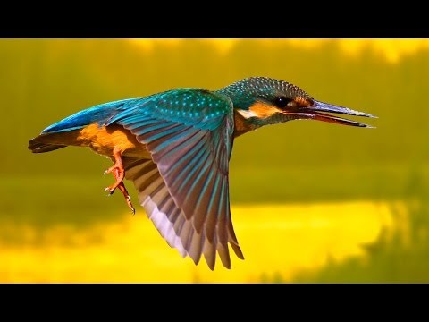 Зимородок рыбачит | Film Studio Aves