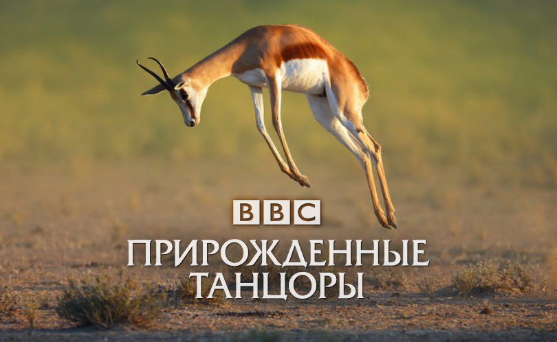BBC: Прирожденные танцоры