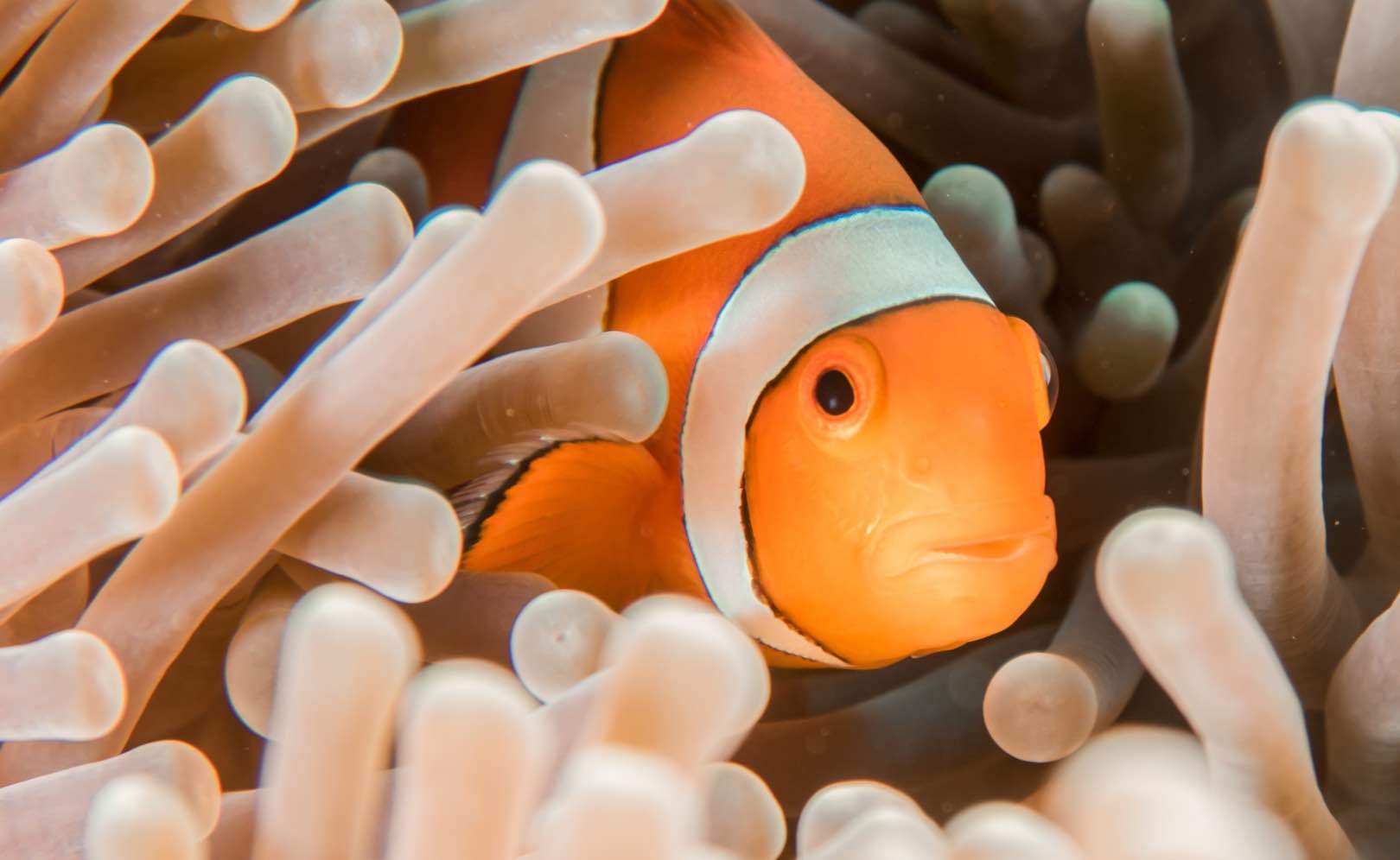 Австралазия