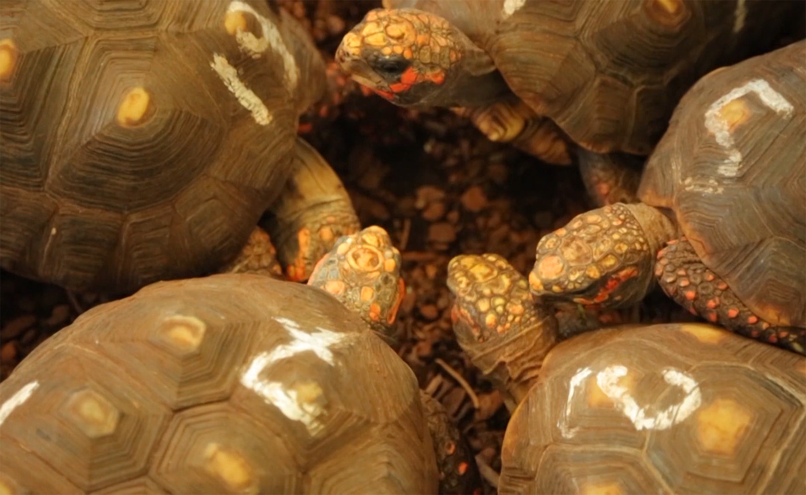 Британские ученые доказали. Сезон 1