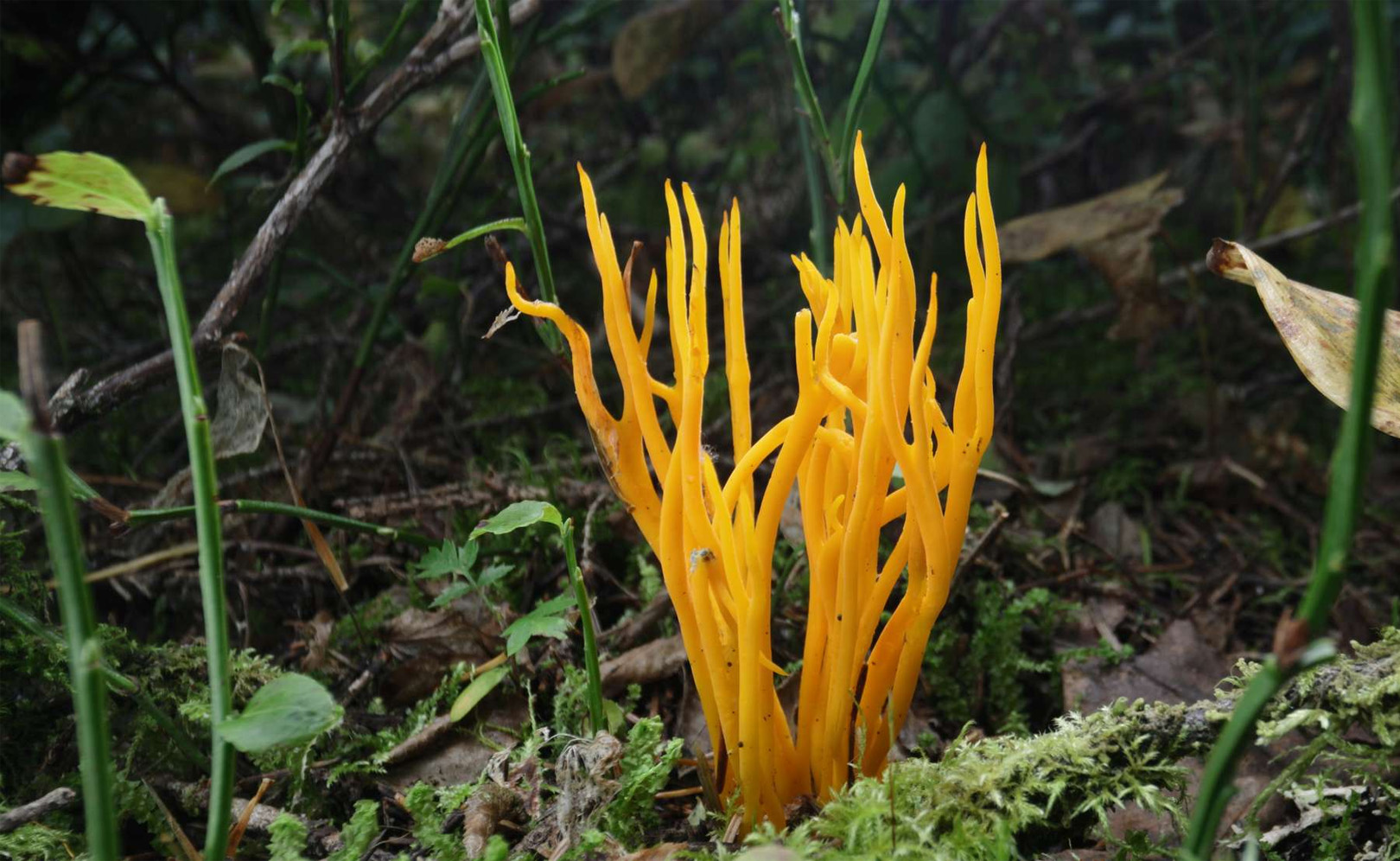 Лес. Хранитель жизни