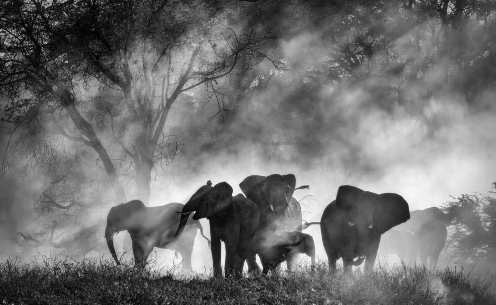 Слоны-призраки