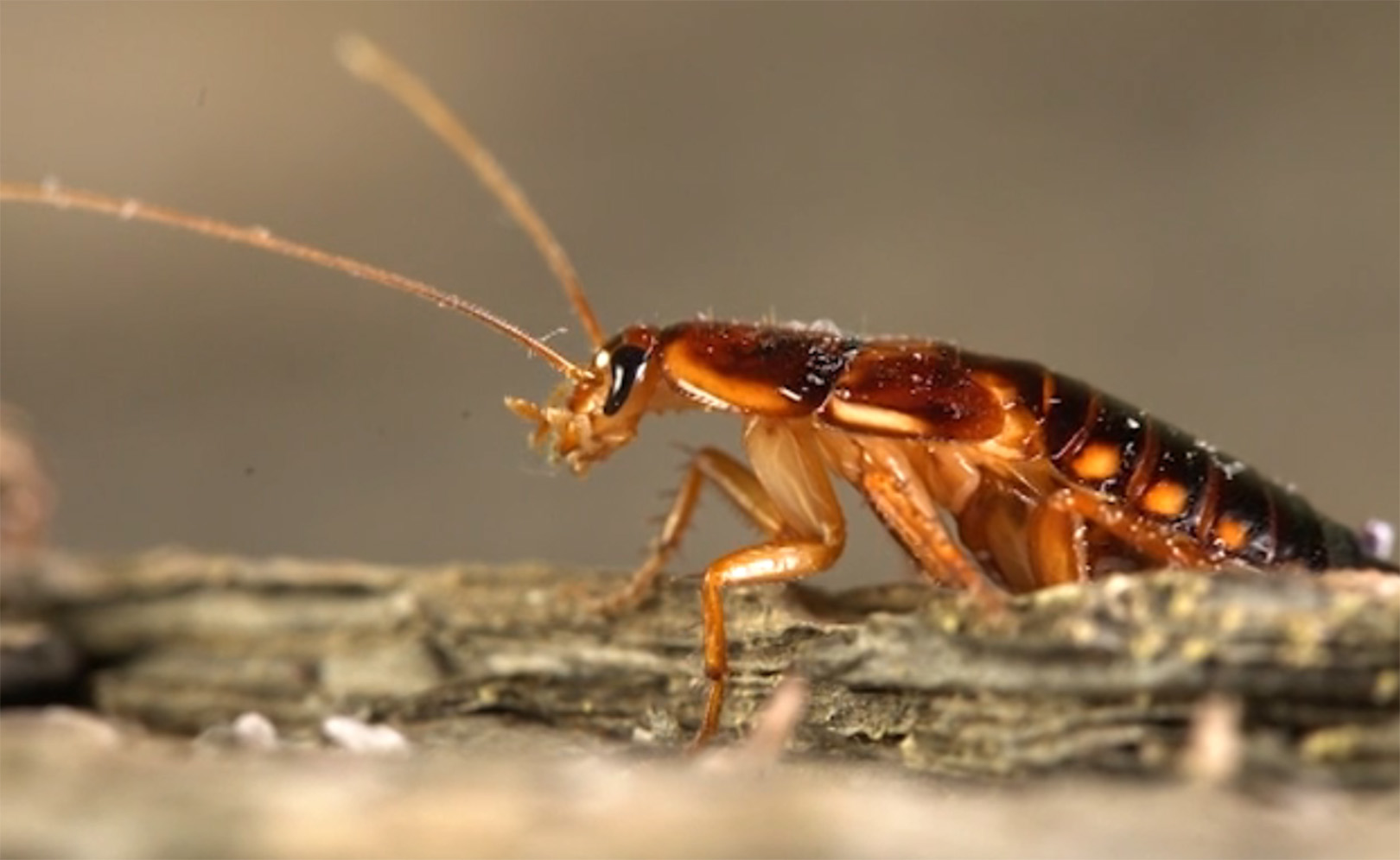 Паразиты. Сезон 1