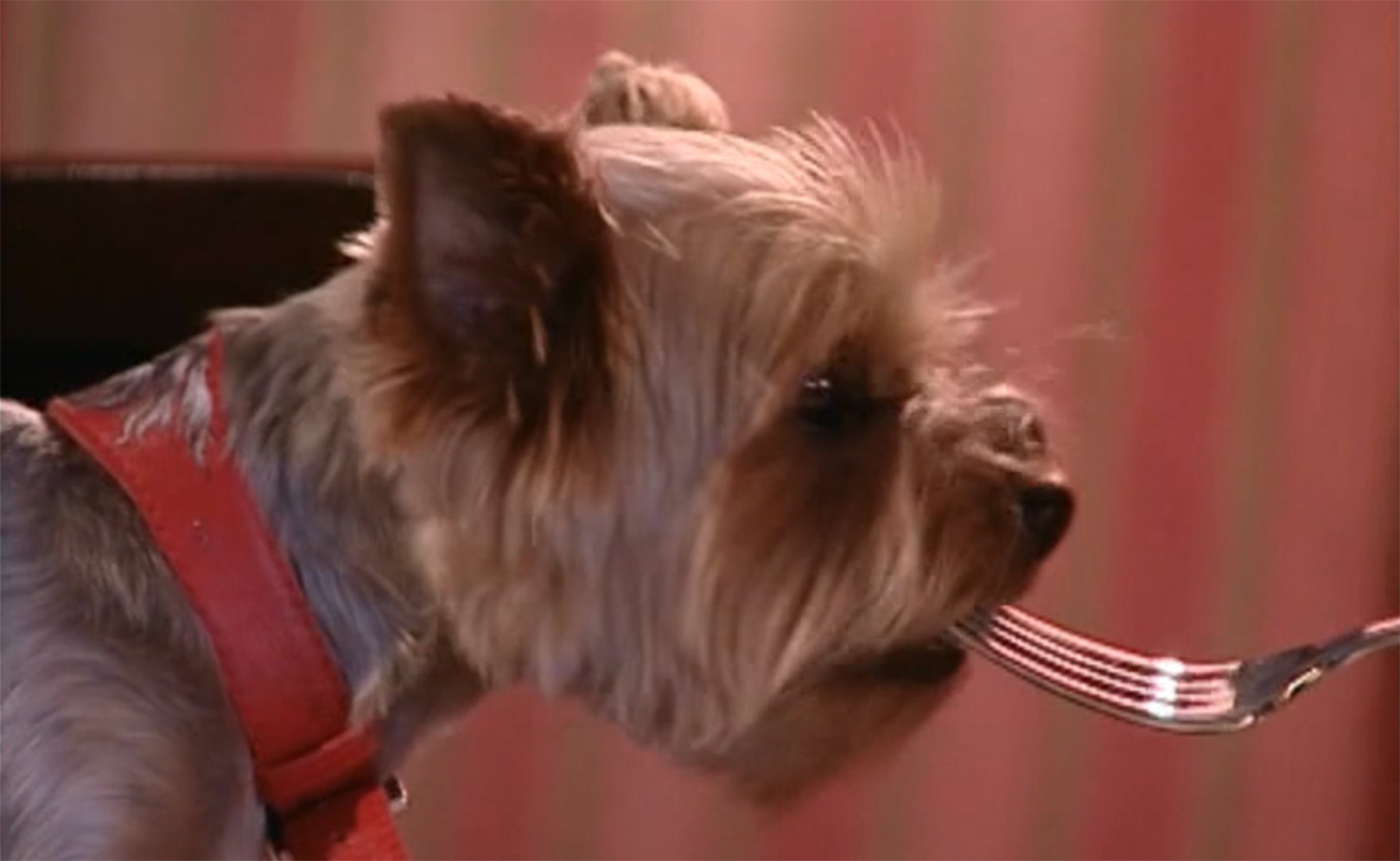 Новые русские собаки