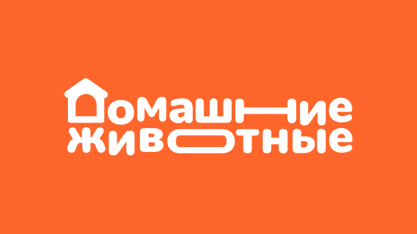 Домашние животные