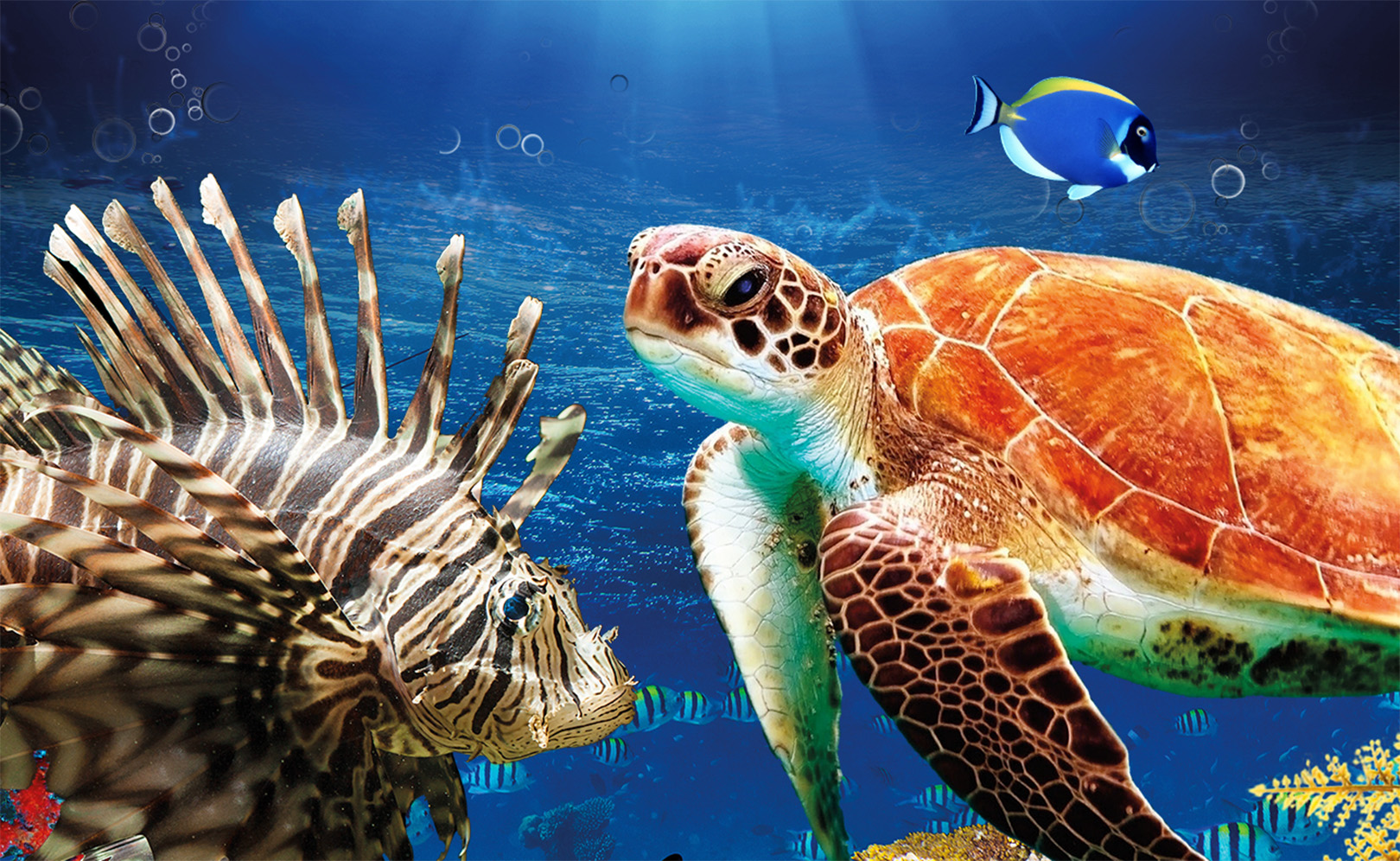 Тайны Красного моря