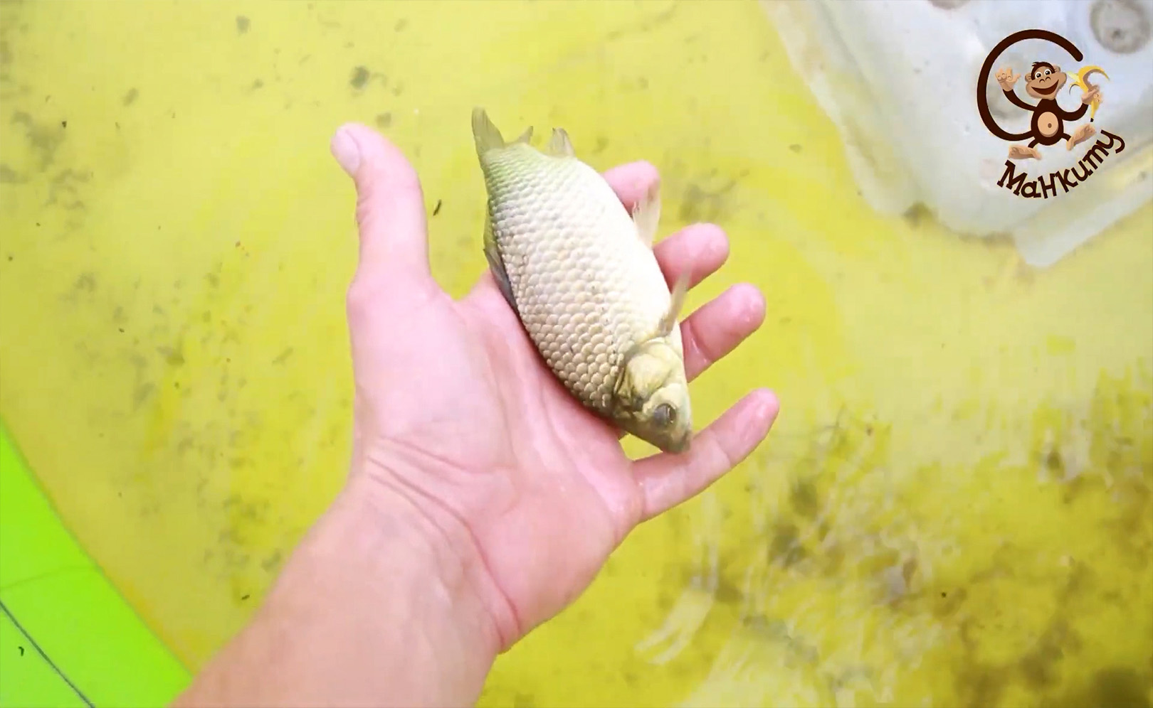 Забавные зверюшки. Караси Funny little animals. Carp