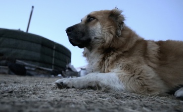 Индийские погонщики верблюдов. Часть 1