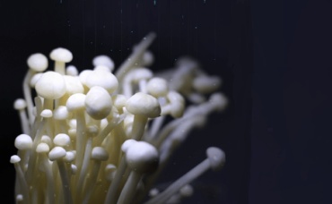 Древесные грибы