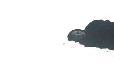 1-я серия