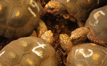 Знакомство с британскими учеными