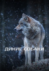 Постер к сериалу Дикие собаки 2022