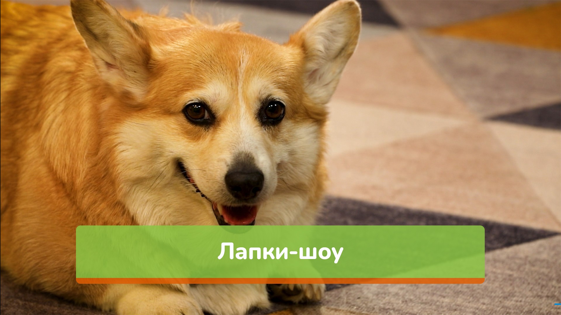 Лапки-шоу
