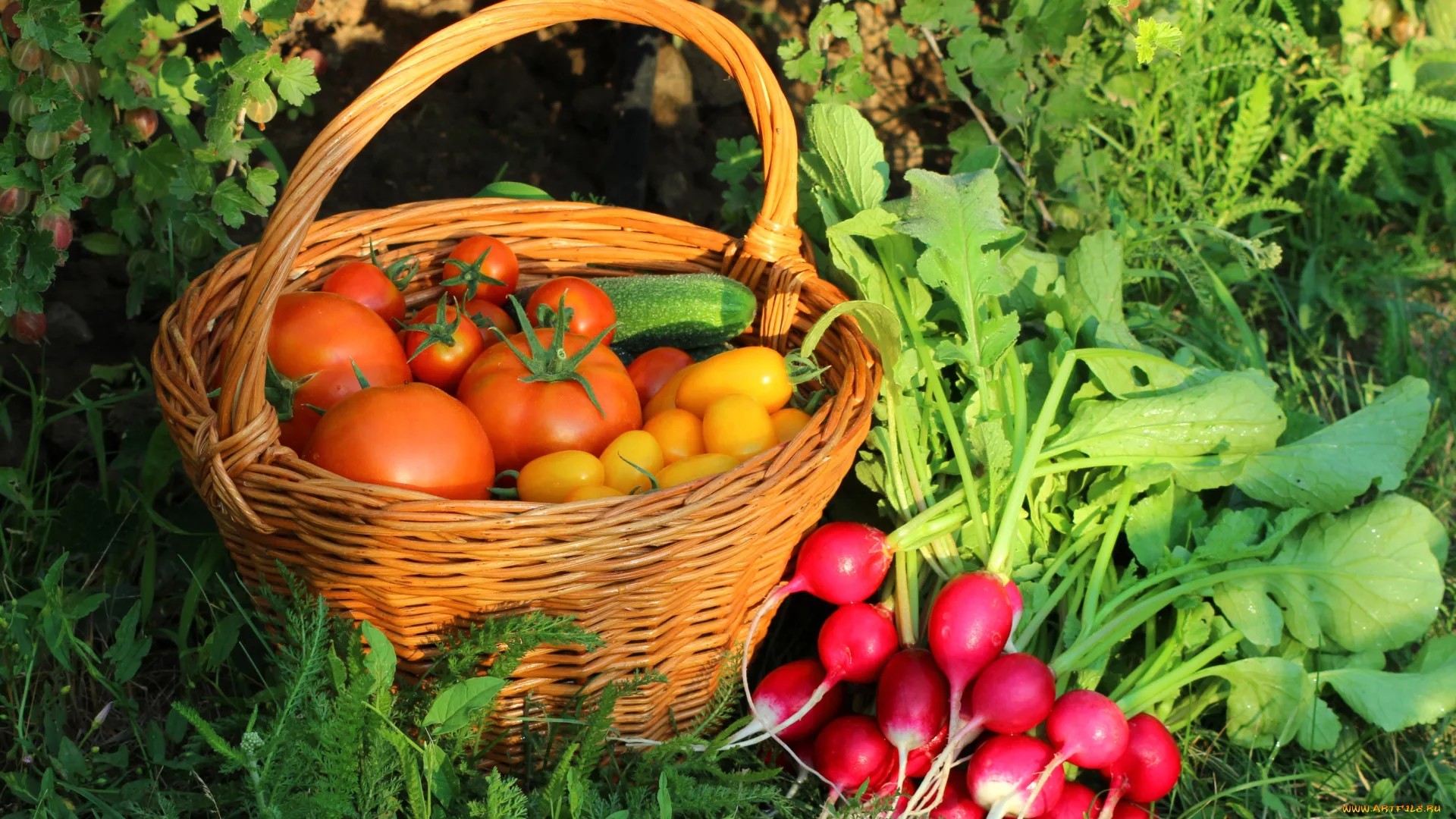 До картофеля и томатов: традиционные культуры русского огорода