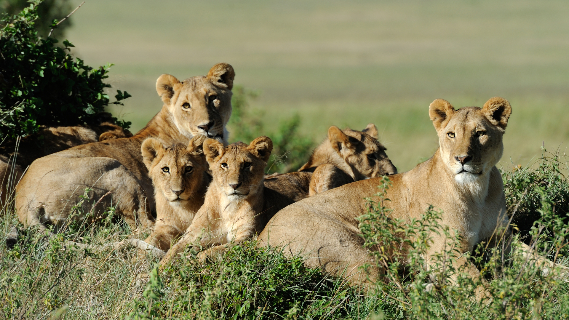 Циклы жизни. 1-й сезон. 6-я серия - "Жизнь продолжается"