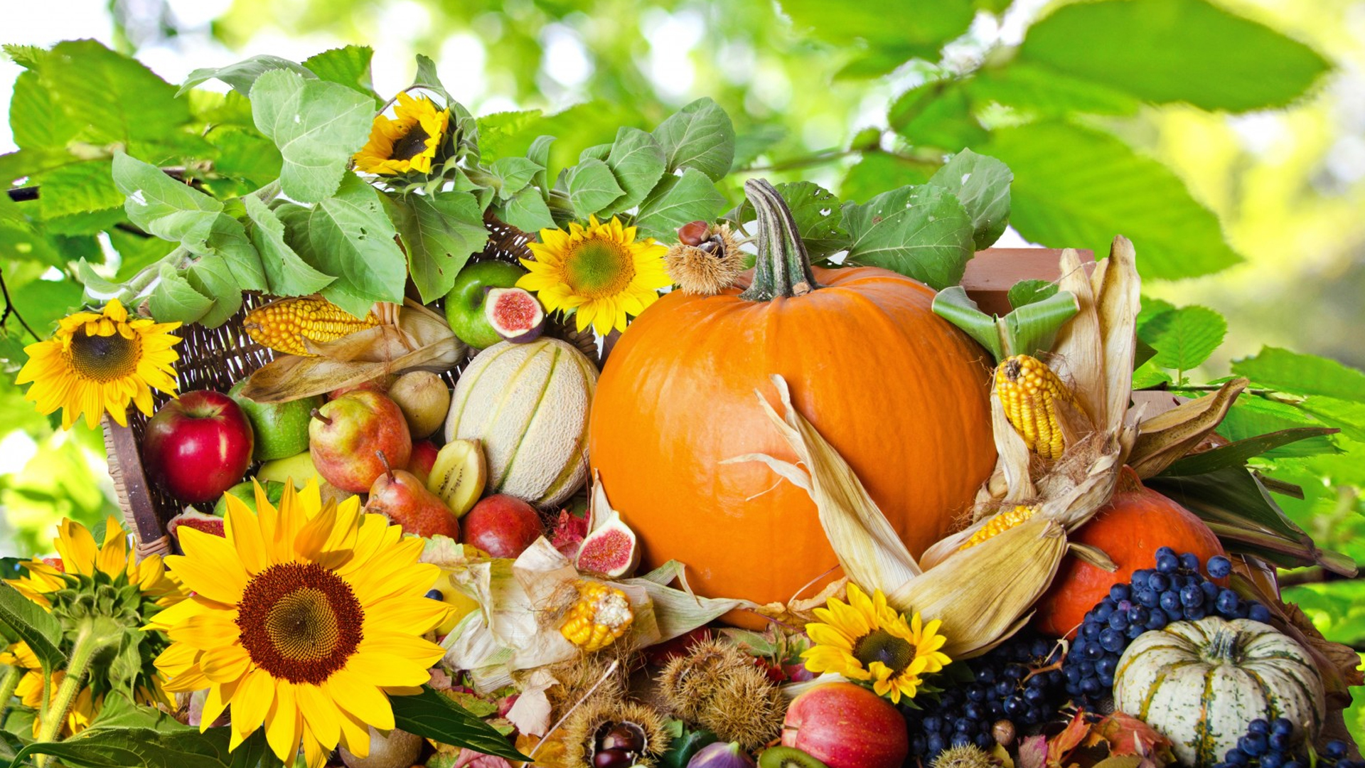 Сад в радость. 5-я серия