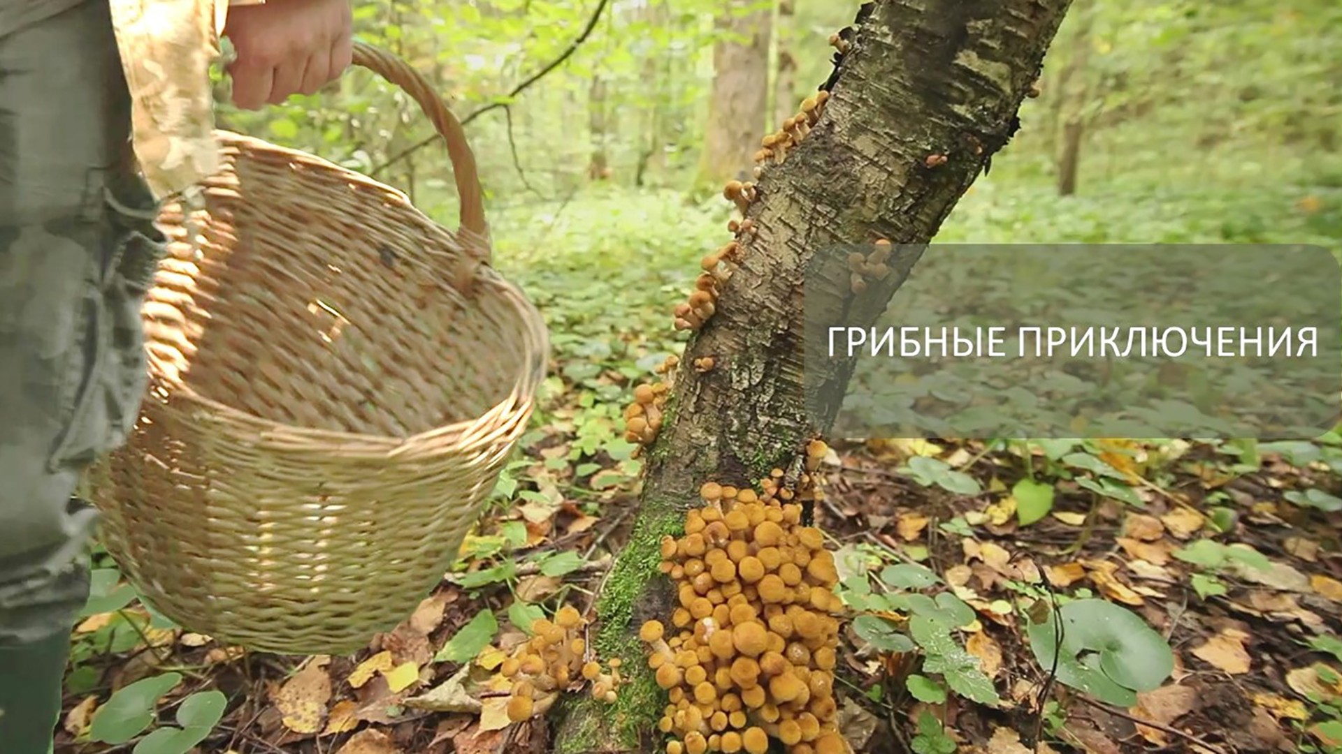 Грибные приключения