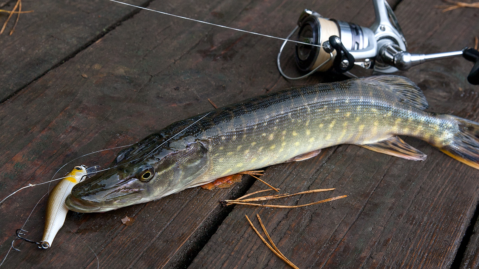 Ловля хищных рыб. Щука. Вертушка на малой реке