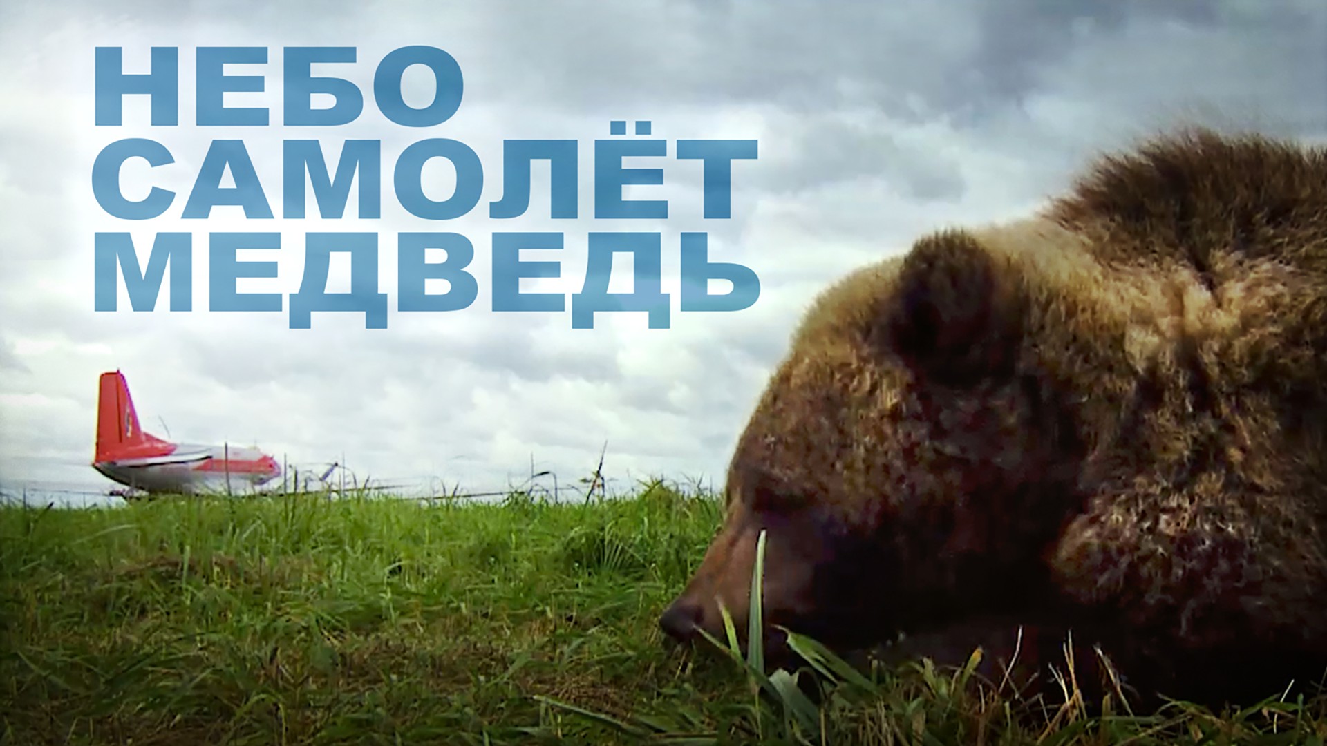 Небо. Самолёт. Медведь